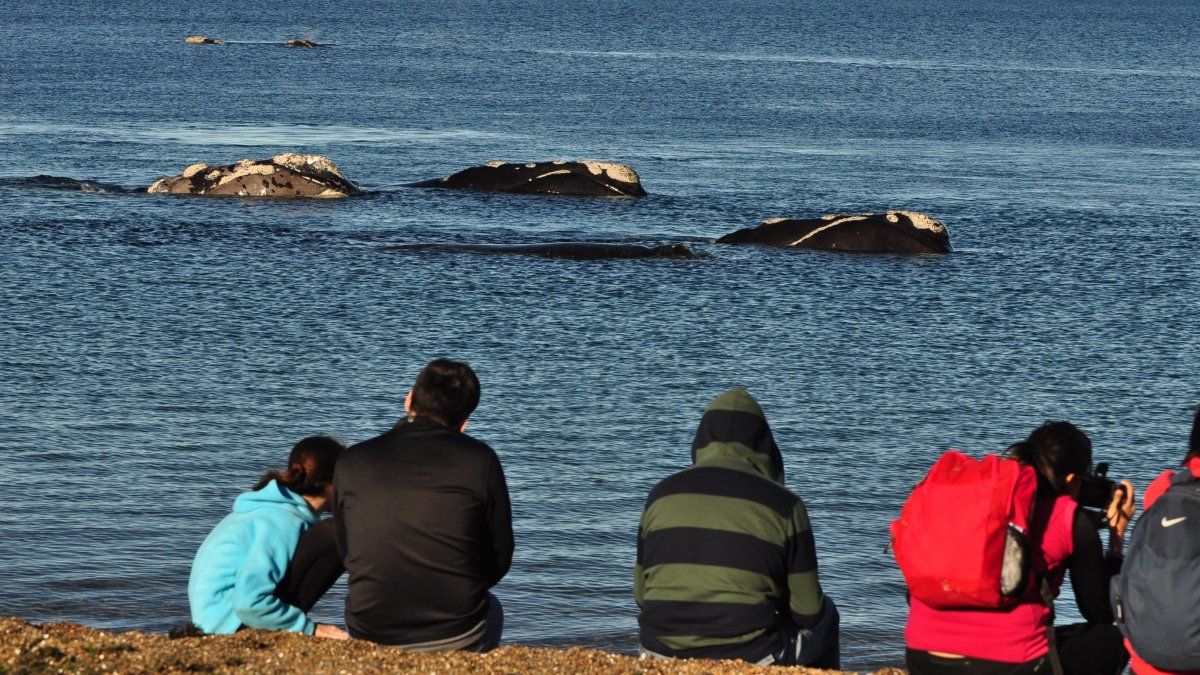 Vacaciones de invierno 2025: El Doradillo es una las experiencias gratuitas más impactantes de Puerto Madryn.