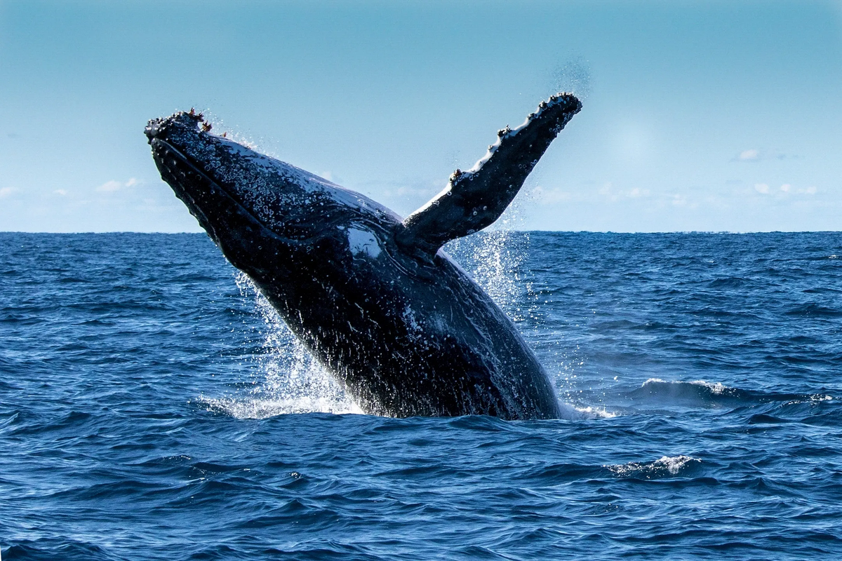 Avistamiento de Ballenas Jorobadas, Escapadas Nuquí