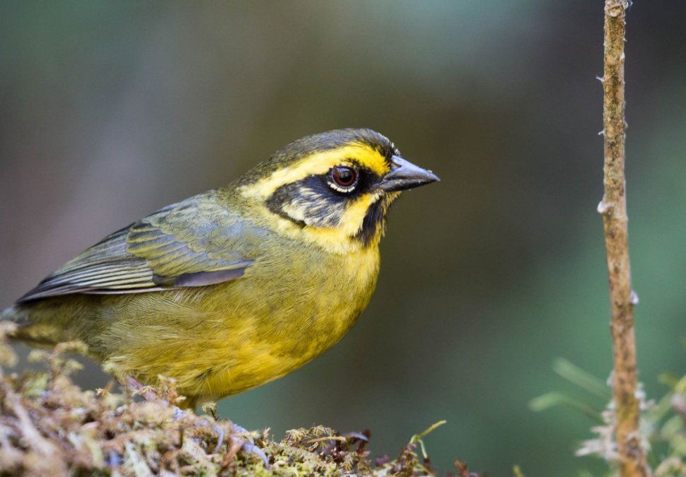 Parque Nacional Calilegua es uno de los parques nacionales más impactantes de Argentina y el lugar perfecto para los amantes de la naturaleza. Parque Nacional Calilegua es uno de los parques nacionales más impactantes de Argentina y el lugar perfecto para los amantes de la naturaleza.