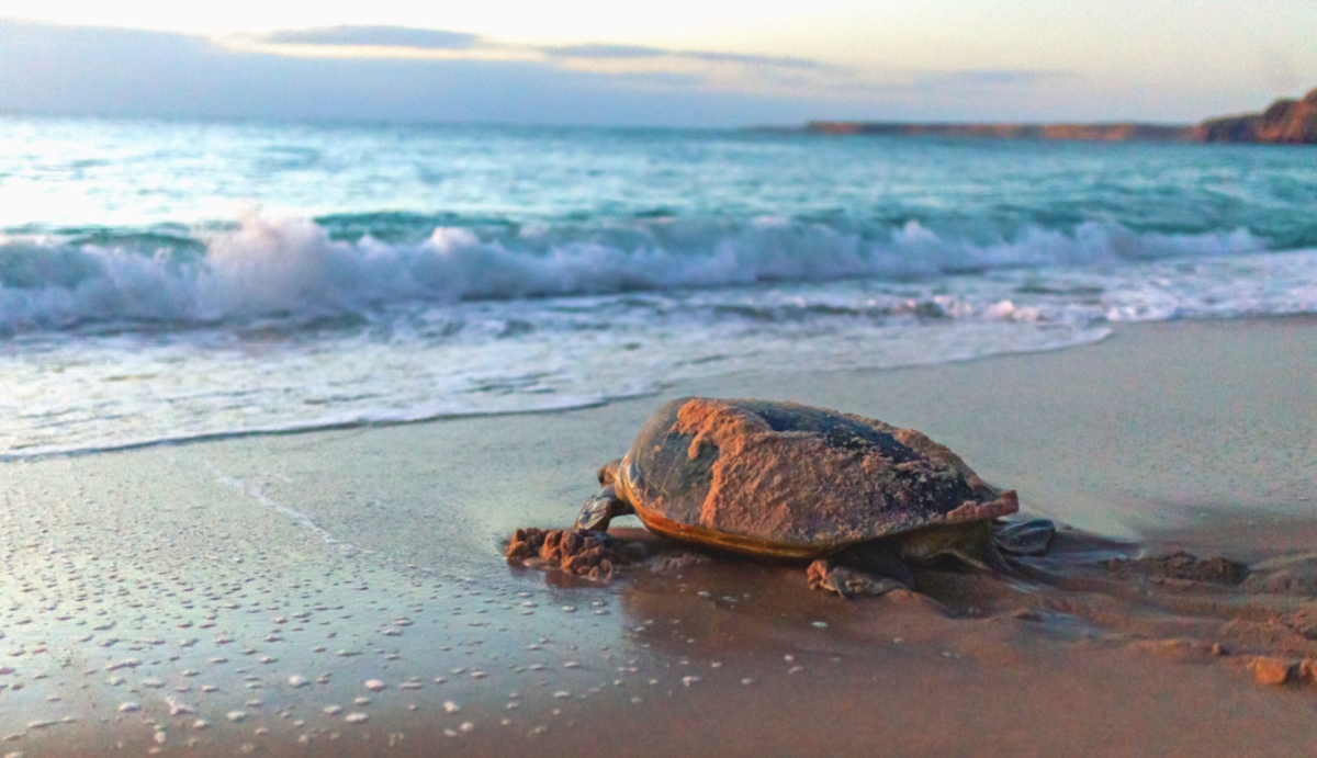 Una de las reservas de tortugas de Omán.