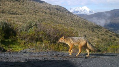 Descubre la magia de El Chaco en la Amazon a del Ecuador