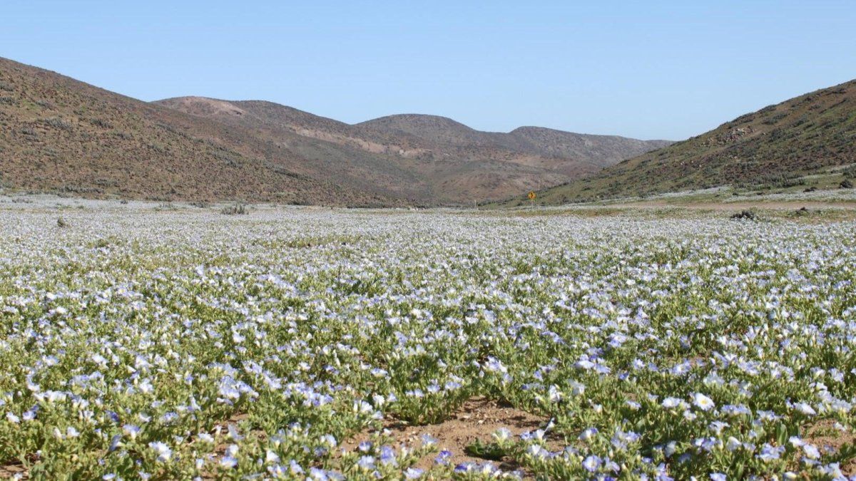 En el norte de Chile se puede vivir una experiencia astronómica en San Pedro de Atacama, el epicentro mundial del turismo altiplánico.