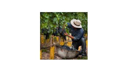 Malbec cuyano de alta gama