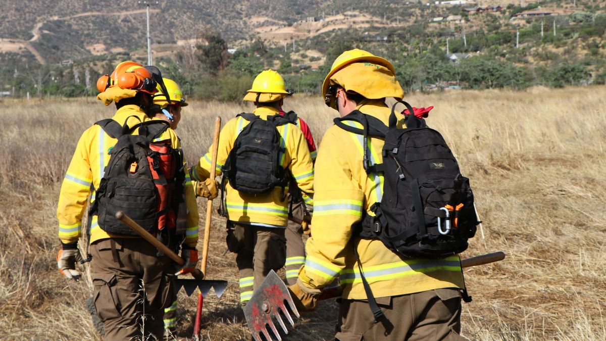 El Sernafor reemplazará a Conaf. - Ladevi Medios y Soluciones El Sernafor reemplazará a Conaf.