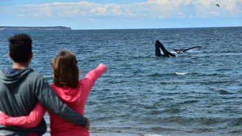 El Doradillo es una lugar imperdible para fotografiar de cerca a las ballenas en Chubut.