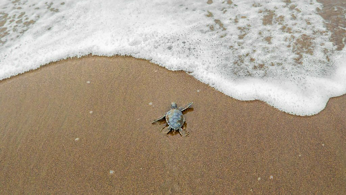 Disfrutá de la naturaleza como nunca antes.