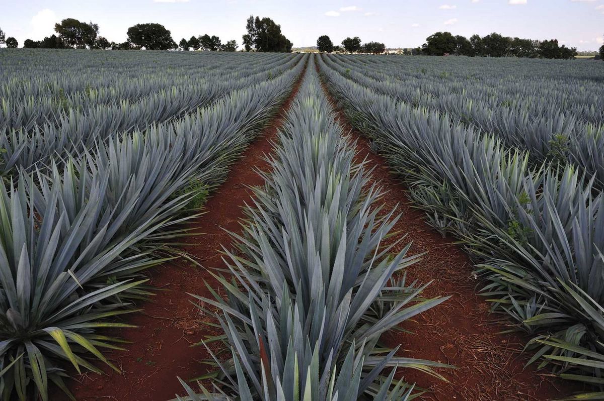 Ven a conocer las haciendas en que se elabora el tradicional tequila en Jalisco.