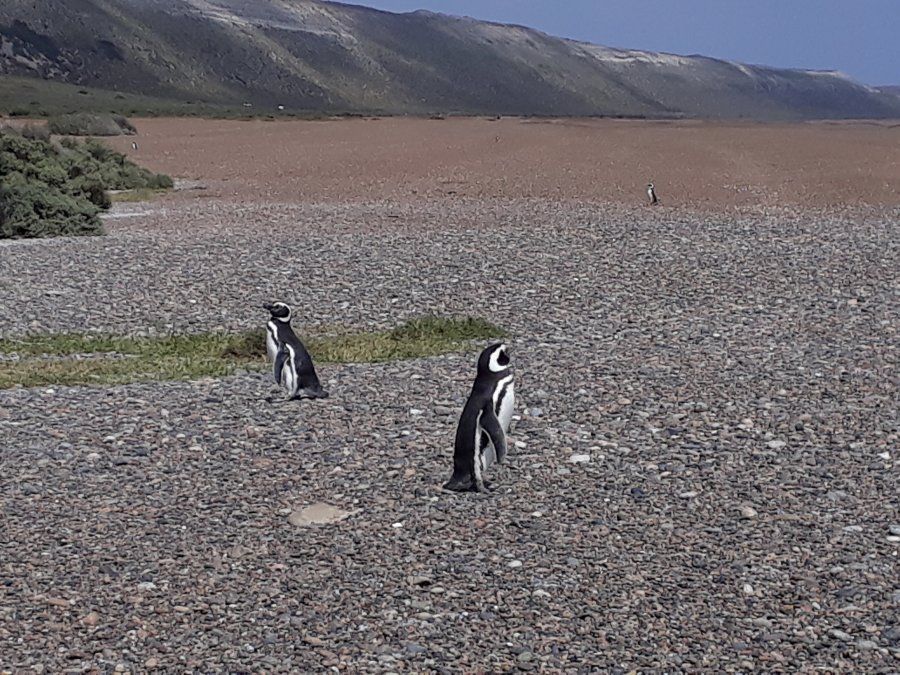 Unos vienen y otros van. Los pingüinos se turnan con sus parejas para alimentarse en el mar de la Patagonia mientras cuidan de sus huevos.