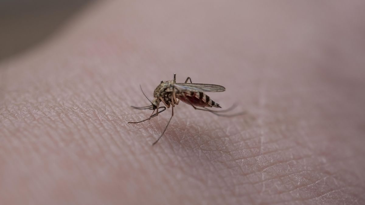 El CDC alerta que millones de personas en el mundo viven en áreas con riesgo de dengue.