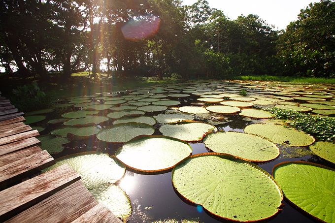 La espectacular vegetación local enmarcando la inigualable selva del Amazonas.