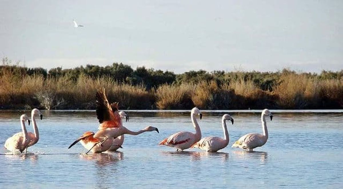 Una de las tantas especies de aves que se pueden observar en la Laguna Cacique Chiquichano. Foto tomada por Lisandro Crespo.&nbsp; &nbsp;