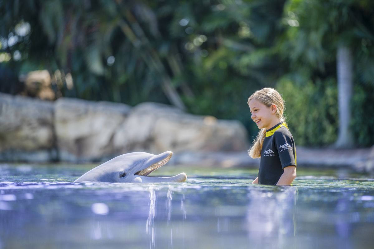 En el parque Aquatica, en Orlando, los visitantes pueden interactuar con delfines.