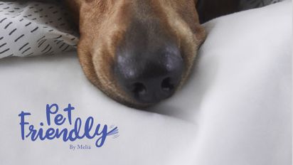 Meliá Hotels International acepta mascotas en varios de sus hoteles.