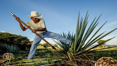 El mezcal es una de las bebidas más tradicionales y en estos Pueblos Mágicos puedes degustarla.