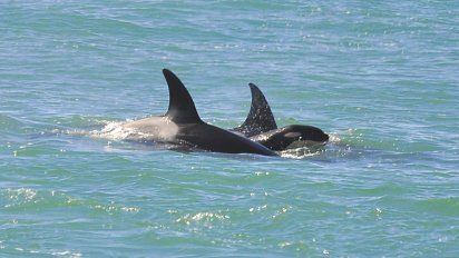 Peninsula Valdes: creció la población de orcas