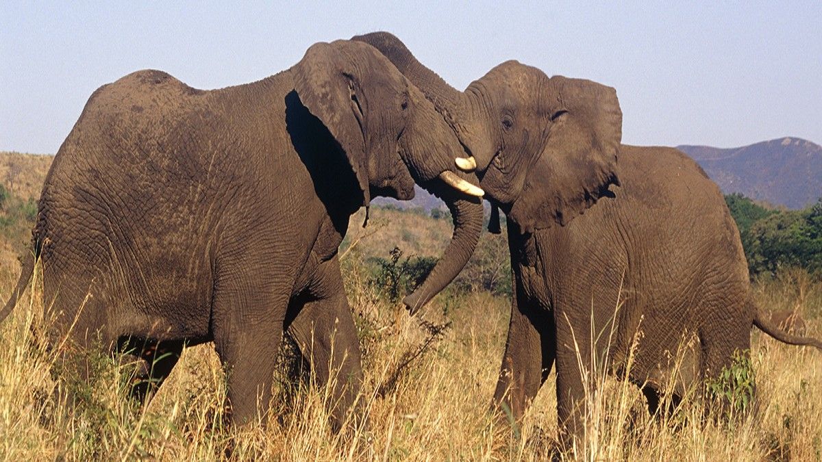 Conoce un reino en África rico en vida salvaje ideal para safaris.