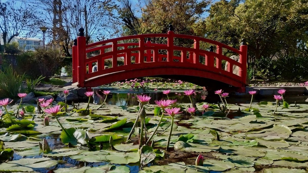 Escapadas: conocé el Jardín Japonés de la provincia de Buenos Aires y cómo se puede visitar.&nbsp;