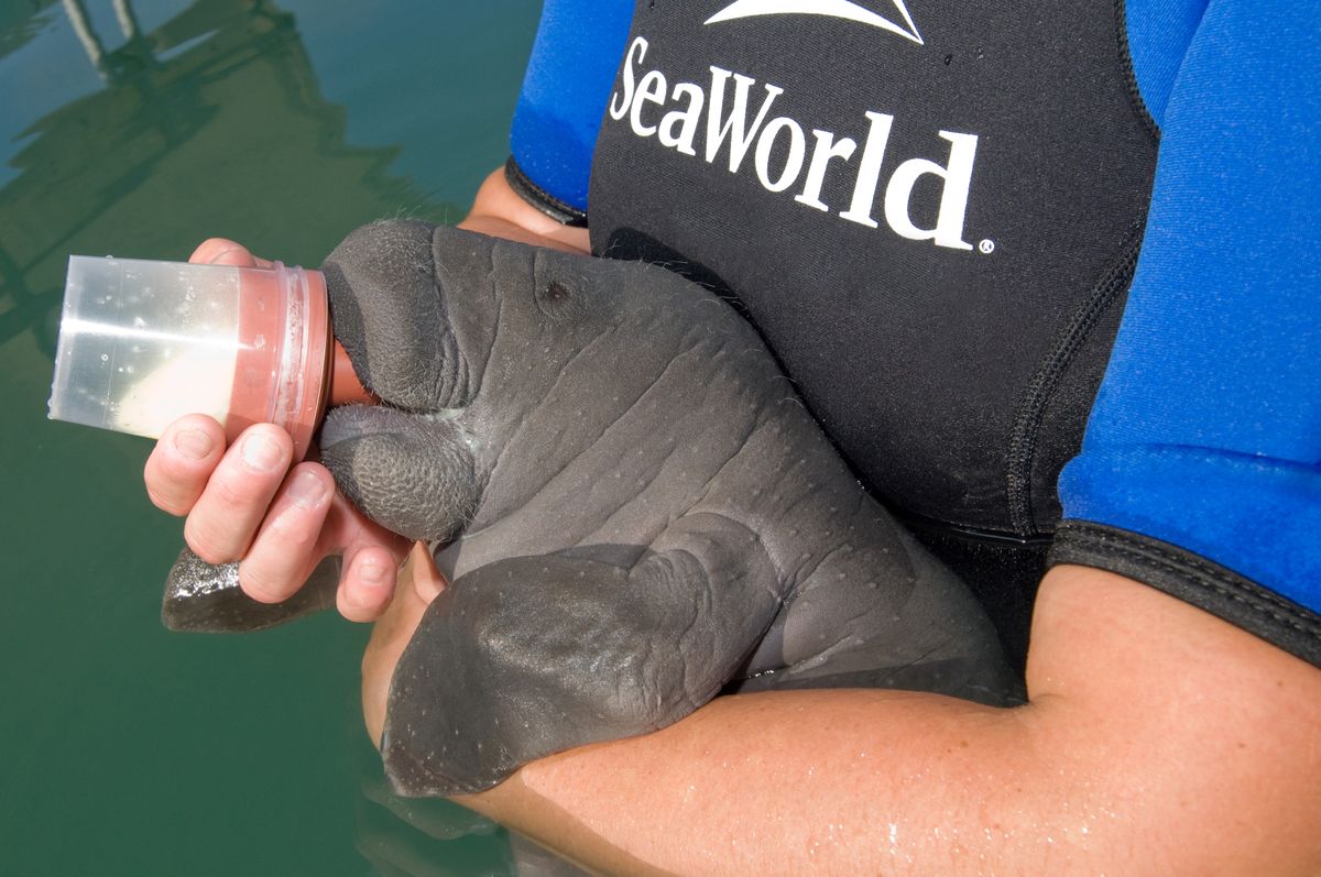 Un experto de SeaWorld alimentando un pequeño manatí, especie en peligro de extinción por su baja tasa de natalidad.