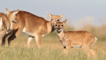 Buenos Aires cuenta con varios de los espacios naturales más importantes de Argentina.