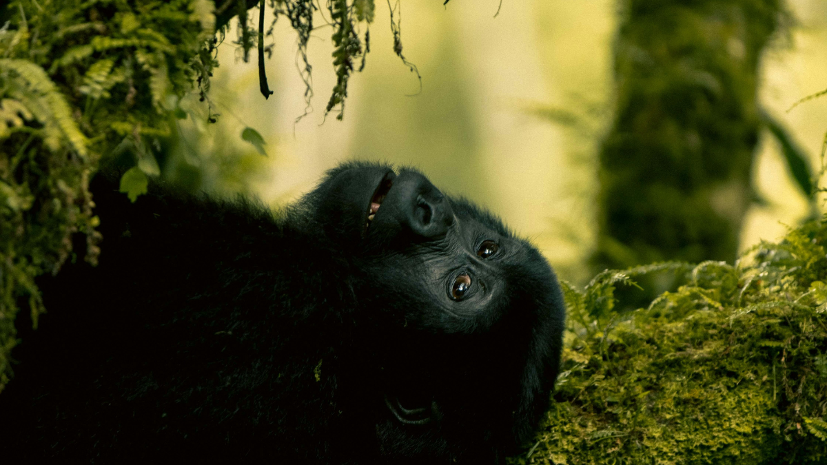 El Parque Nacional del Bosque de Kibale alberga la mayor cantidad de primates del mundo.
