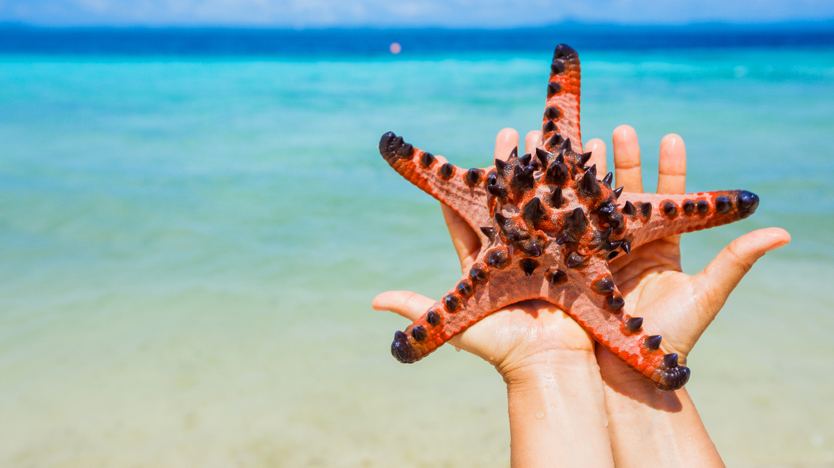 No son las Bahamas: la espectacular playa del Caribe que tenés que conocer en  el verano 2026, image size:1200x674