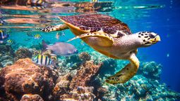 altText(¿Qué hacer en Los Cabos? ¡Aquí 10 experiencias imperdibles!)}