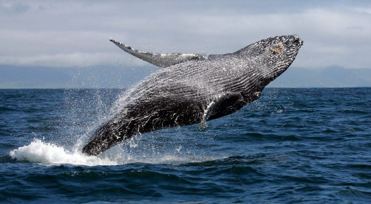 Ecuador también fue reconocido como el mejor lugar para el avistamiento de ballenas, en los World Travel Awards.