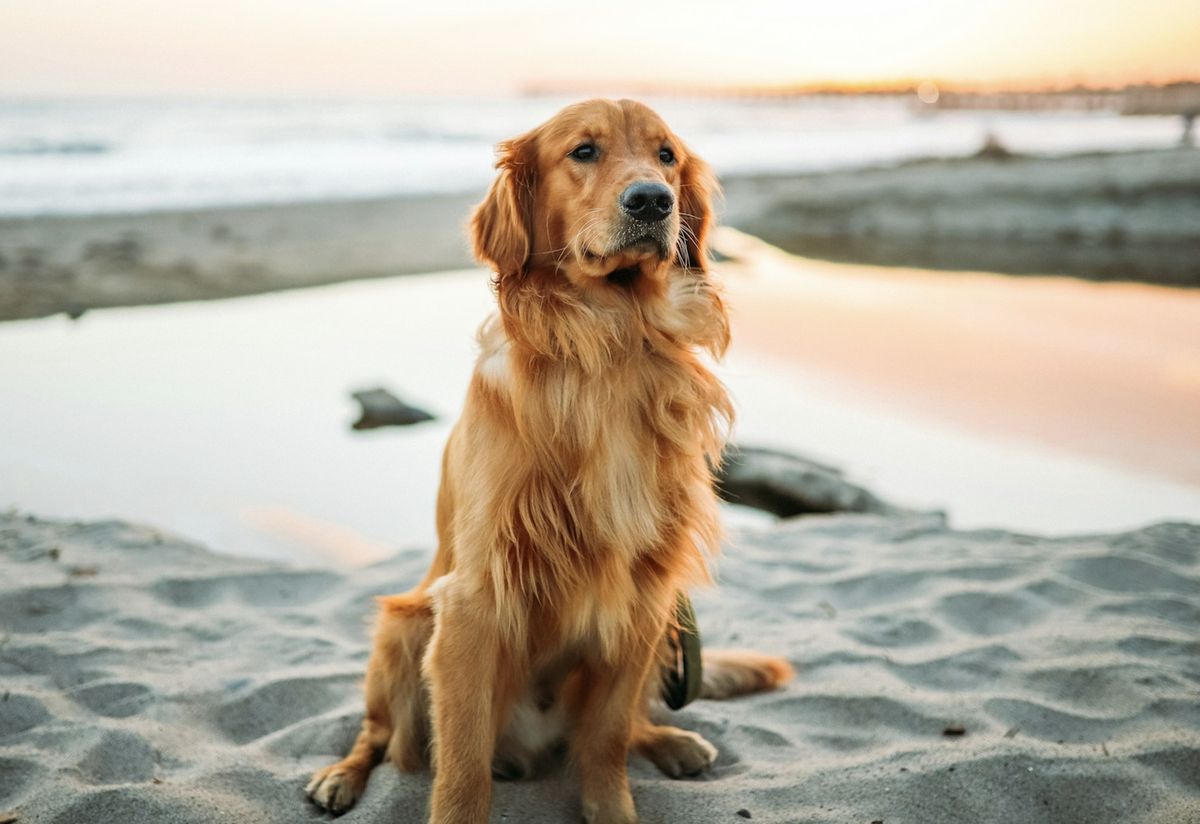 ¿Cuales son los mejores planes y actividades al aire libre para perros?