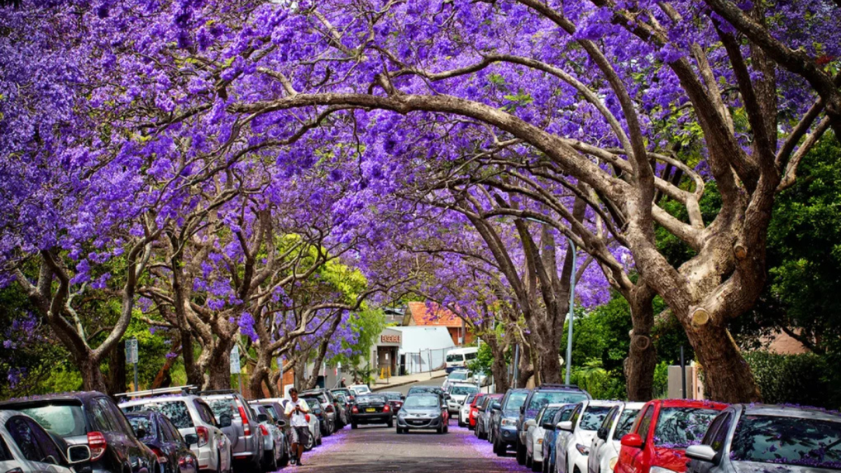Desde estos restaurantes en Ciudad de México tendrás hermosas vistas de las jacarandas.