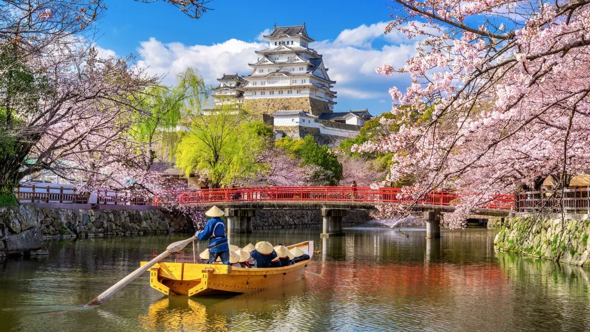 Japón vive su temporada más famosa cuando el sakura cubre de flores parques, templos y ciudades históricas.