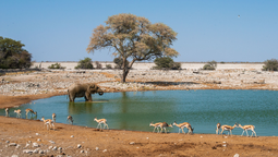 Explora los encantos de Namibia en tus vacaciones en África.