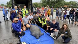 El manatí fue rescatado y está de vuelta en su hogar tras pasar por un período de rehabilitación en SeaWorld Orlando. &nbsp;