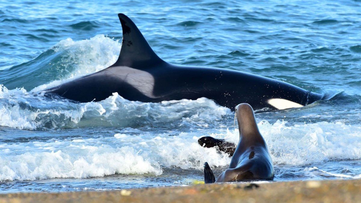 PUERTO MADRYN CHUBUT