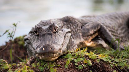 Amichi colocó en el mercado un novedoso y atractivo producto: un paquete turístico a los Esteros del Iberá con vuelo directo propio desde Aeroparque hasta el aeropuerto de Iberá.