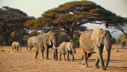 altText(5 animales imperdibles en África)}