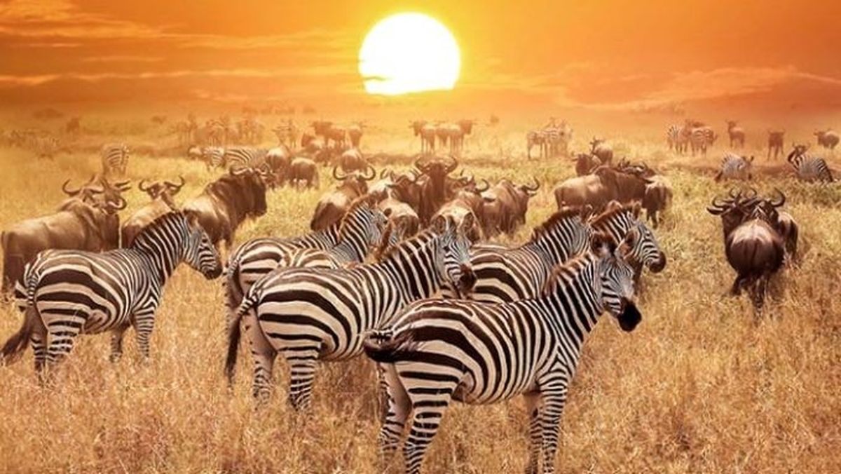 ACT Travel presentó su programación a Kenia y Tanzania.&nbsp;