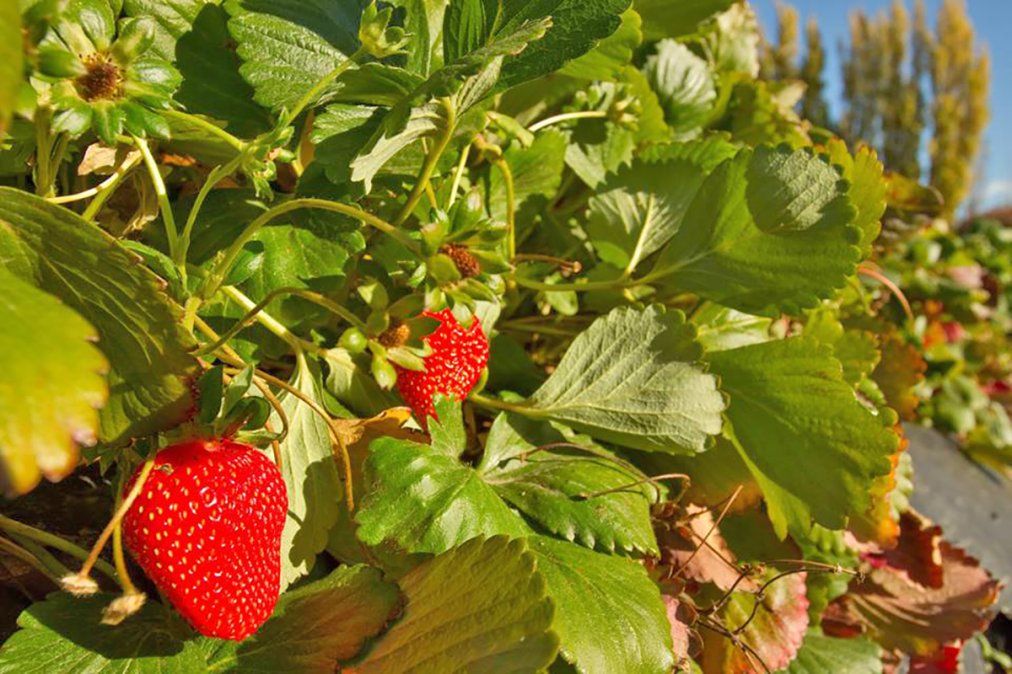 Trelew, pasado ancestral y tradición galesa