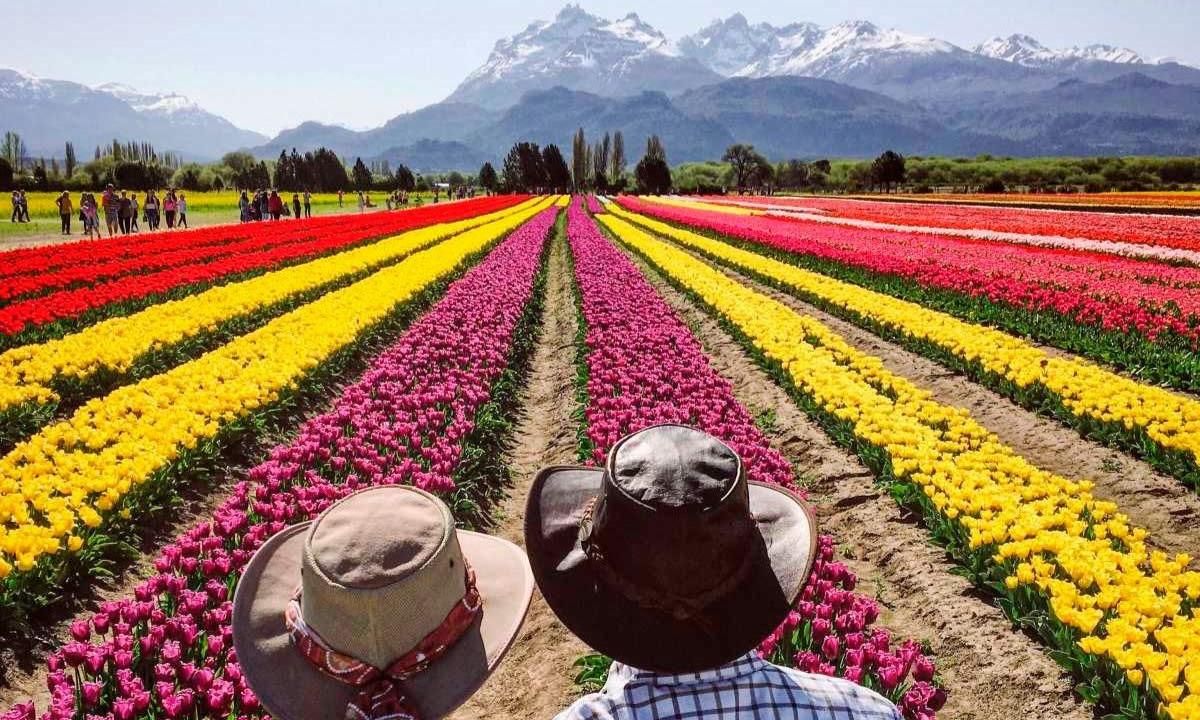 Trevelin es mundialmente conocido por sus tulipanes patagónicos.