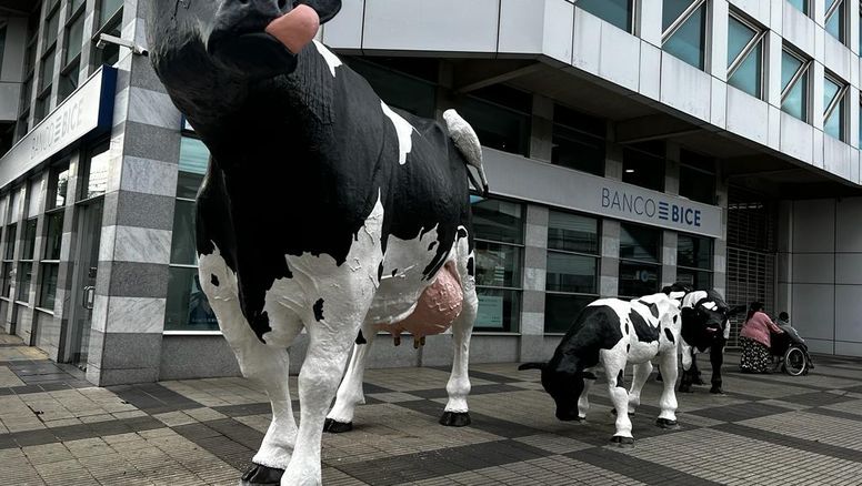 osorno promete la vaca de chocolate mas grande del mundo