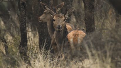 El Tribunal de Cuentas de La Pampa advirtió al secretario de Turismo, Saúl Echeveste, por fraccionar compras directas para el Parque Luro, violando normas de contratación pública.