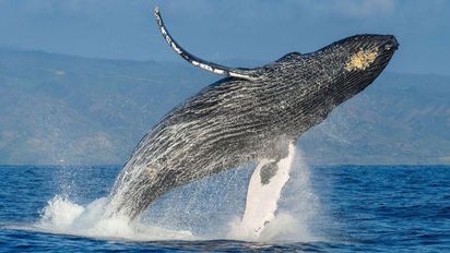 Temporada de avistamiento de ballenas jorobadas en el norte peruano