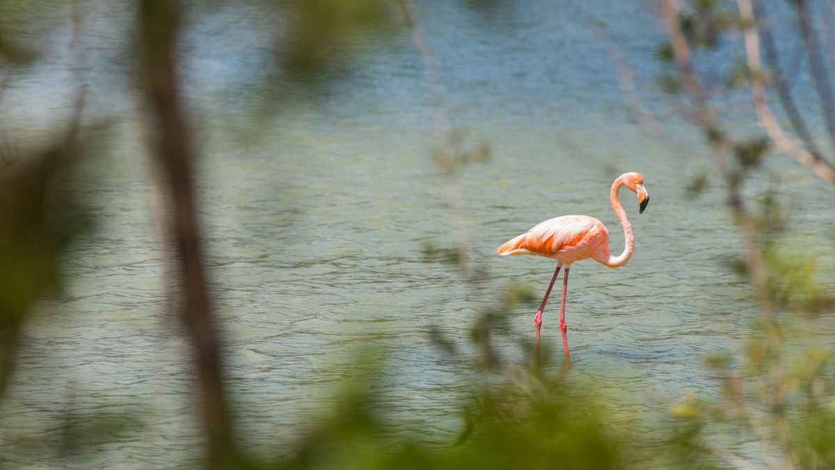Curazao ofrece caminatas por la naturaleza, avistamiento de aves y mucho más, para hacer de tus vacaciones algo inolvidable.