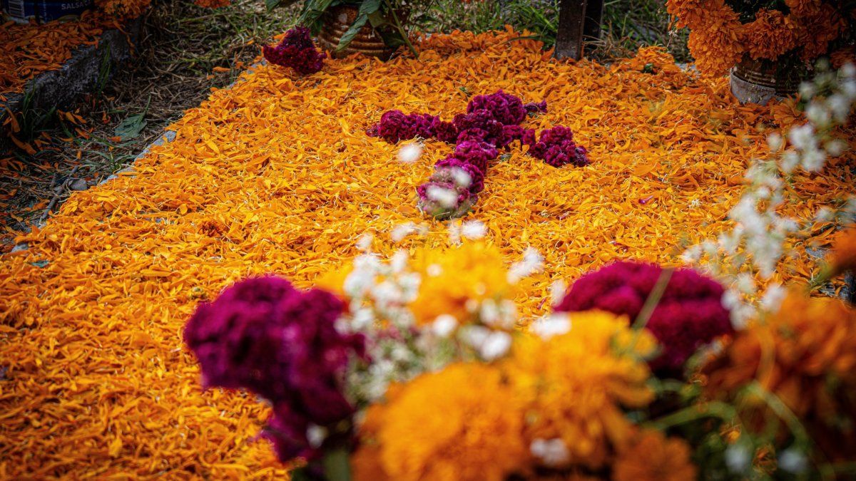 Guadalajara, Tlaquepaque y Tequila permiten conocer la artesanía, la música y las tradiciones culturales del estado de Jalisco. Guadalajara, Tlaquepaque y Tequila permiten conocer la artesanía, la música y las tradiciones culturales del estado de Jalisco.