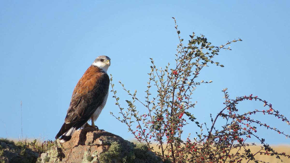La reserva cuenta con 450 ha. de bosque nativo de la subregión del chaco serrano cordobés.