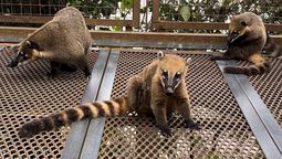 altText(Los animales más curiosos de las Cataratas del Iguazú)}