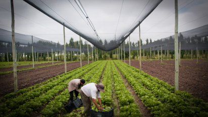 Cada restaurante de McDonald’s en Argentina recibe las carnes exclusivas de Marfrig. Mientras que los vegetales provienen de productoresde San Luis y Buenos Aires.