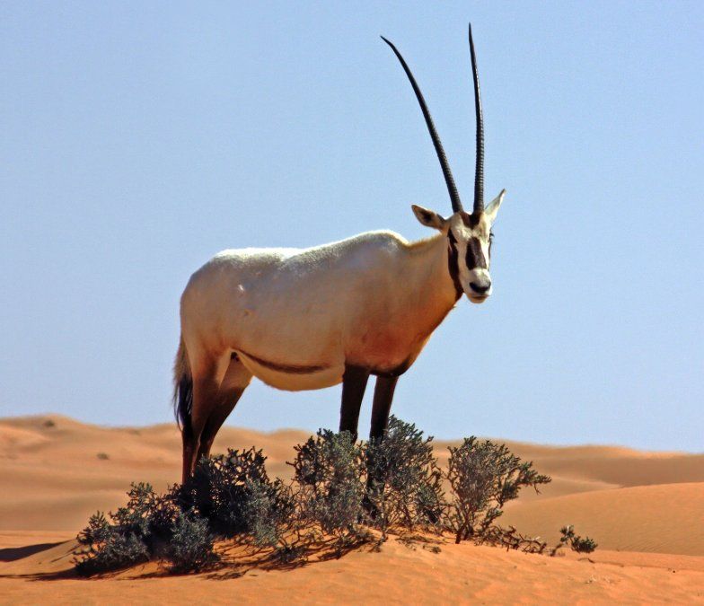 El Oryx es el animal nacional de Qatar y una especie protegida.