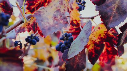 El valle del Elqui es tierra fértil para cepas como Cabernet Sauvignon, Carmenere, Pedro Ximenez y Sirah.