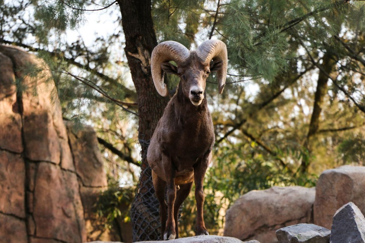 Visita algún zoológico este puente.