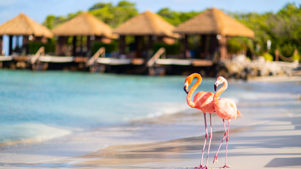 Aruba fascina con sus playas y su biodiversidad.